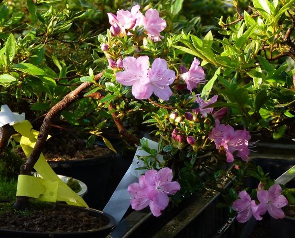 Azalee bei BECK-BONSAI - 6.jpg