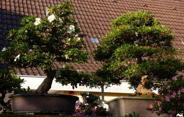 Azalee bei BECK-BONSAI - 7.jpg