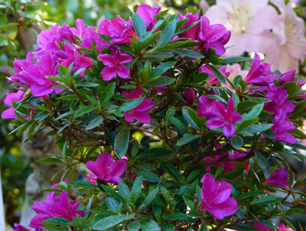 Azalee bei BECK-BONSAI - 9.jpg