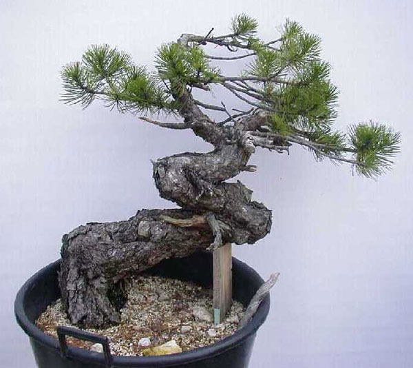 2000: wenige Monate nach dem Sammeln des Baumes ist noch nicht viel Grün vorhanden ...