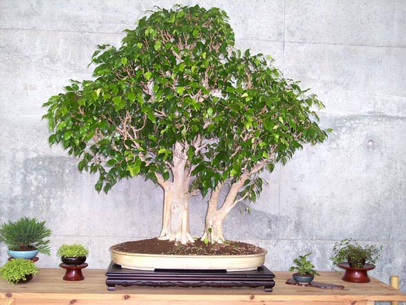 beeindruckende ficus benjamina gruppe,riesig