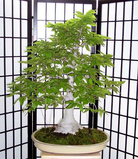 fagus.jpg