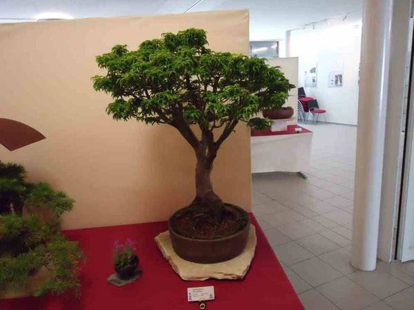 DSC04500.JPG