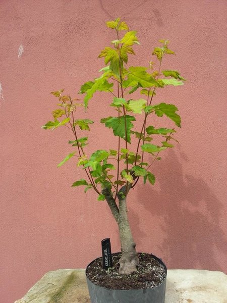 K800_WP_20160529_006.JPG