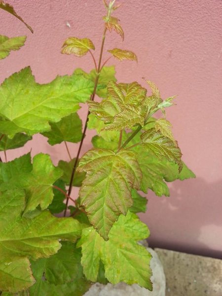 K800_WP_20160529_008.JPG