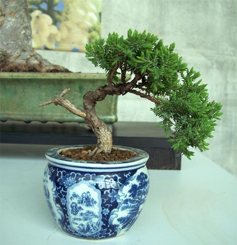 shohin gabs auch