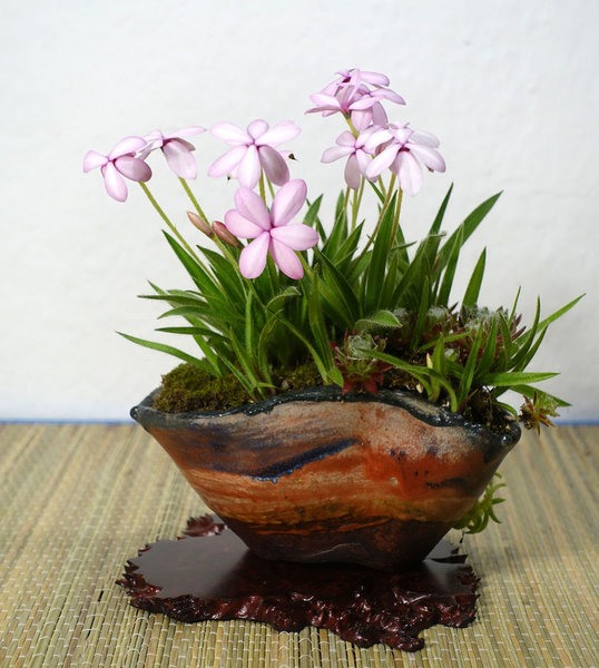die ersten Rhodohypoxis, Sorte 'Appleblossom'<br />Schale Erin