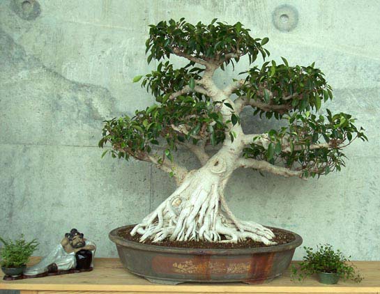 dicker import ficus, wie man sie kennt
