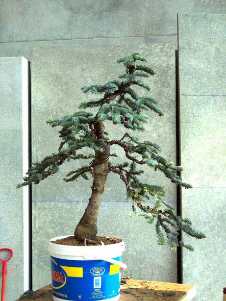 fertige gestaltung, leider hat der baum ne hässliche propfstelle über dem wurzelhals...schade