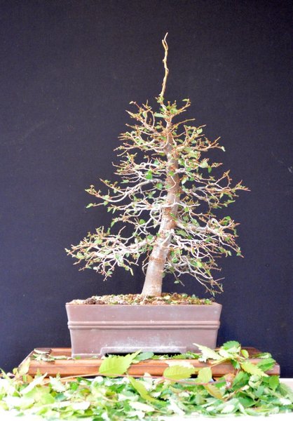 Zelkova s .klein Kifu n. Blattschnitt 1.6.16.jpg