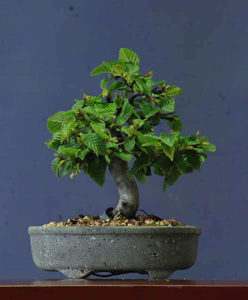 Buche0616A.jpg