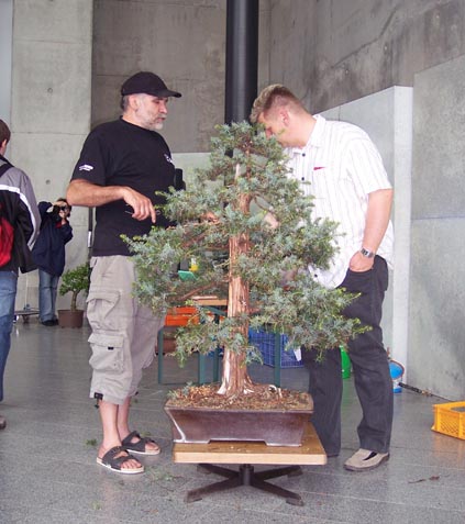 überarbeitung eines juniperus rigida, beeindruckender baum. glücklicherweise kein typischer importbaum