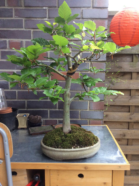 Gesamtbild Fagus