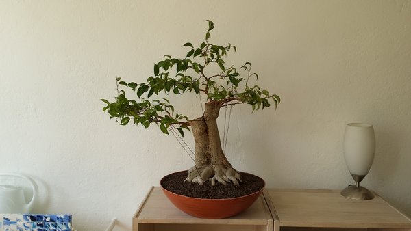 20160604_151158.jpg