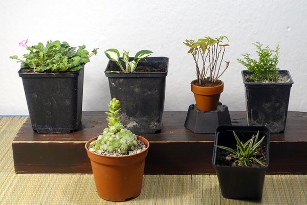 Reiherschnabel, Hosta 'Pandoras Box', 14 winzig kleine Essigbäumchen, Mauerraute, Spinnweb-Hauswurz mit besonders kleinen Rosettchen, gelbrandige Segge Carex firma