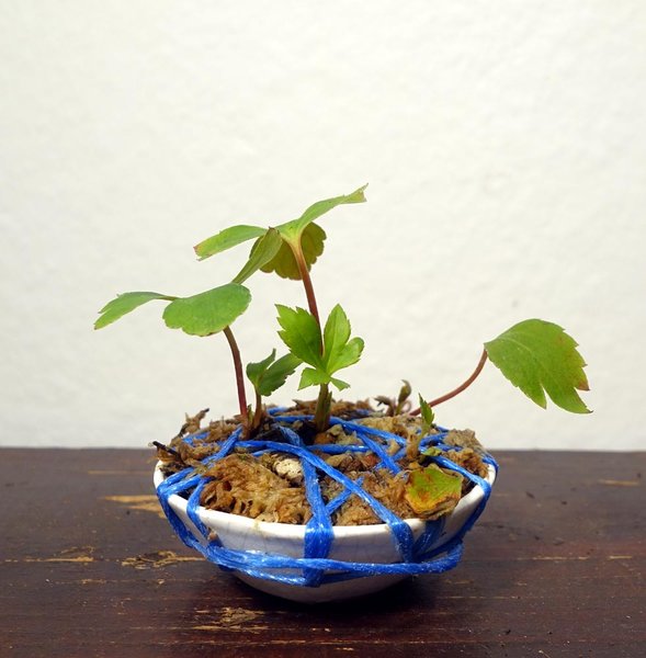 Dieser bereits in einem schönen GrünTon-Schälchen kunstvoll verschnürte Zwerg ist ein Geburtstagsgeschenk! <br />Ganz herzlichen Dank, Gary!
