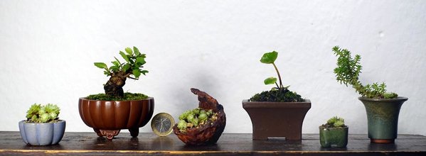 Hauswurz, Chin. Ulme, Hauswurz, Getupftes Schildblatt (Farfugium), Hauswurz, Sedum und Hauswurz