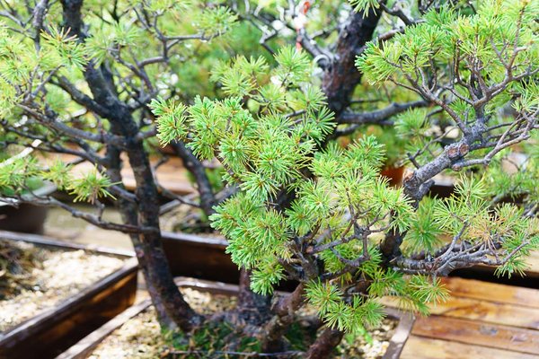 20160608-DSC02079.jpg