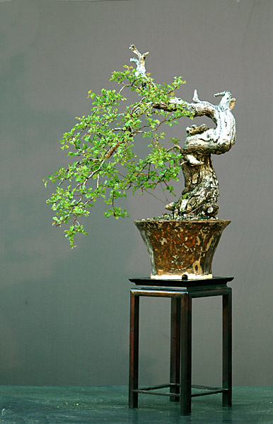 Dsc_3947v.jpg