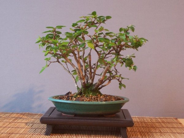 korean. Hainbuche am 09.06.2016.jpg