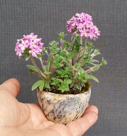 2016-06-09 20.26.52.jpg