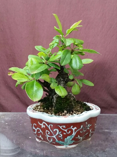 2016-06-10 19.45.27.jpg