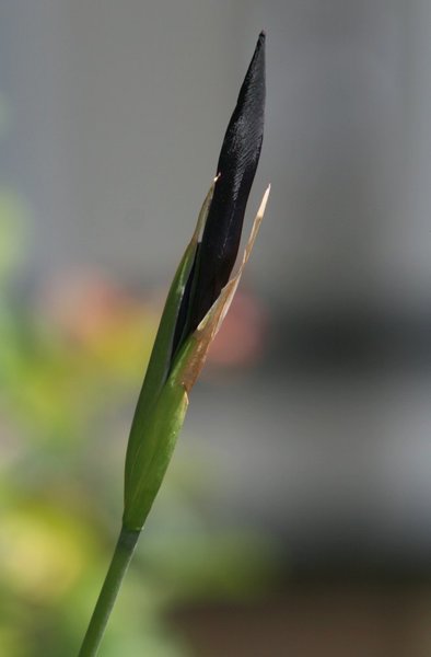 schwarze Schwertlilie