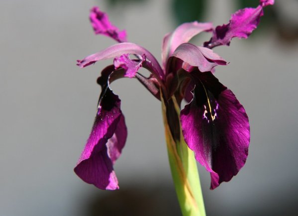 Iris_chrysographes_Black_Form_Tomsai4.JPG