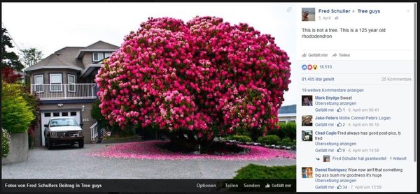 Riesen Rhdodendron.jpg