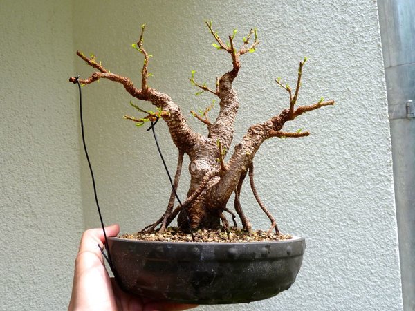 Ficus.jpg