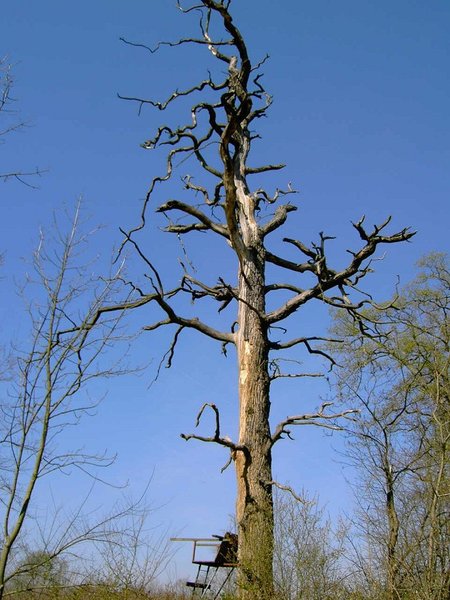 Försters Hochsitz ohne Sonnenschutz.JPG