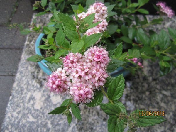 IMG_3350.jpg