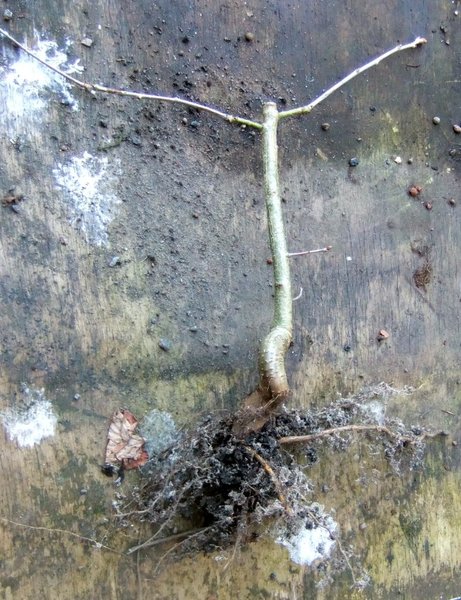 Ein Quercus wird schon interessanter