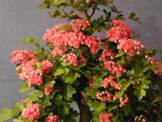Rotdornblüten