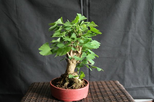 Ginkgo-ZwergeIMG_7530.jpg