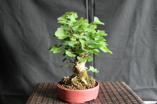 Ginkgo-ZwergeIMG_7529.jpg