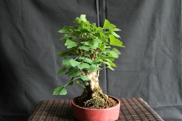 Ginkgo-ZwergeIMG_7528.jpg