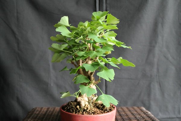 Ginkgo-ZwergeIMG_7527.jpg