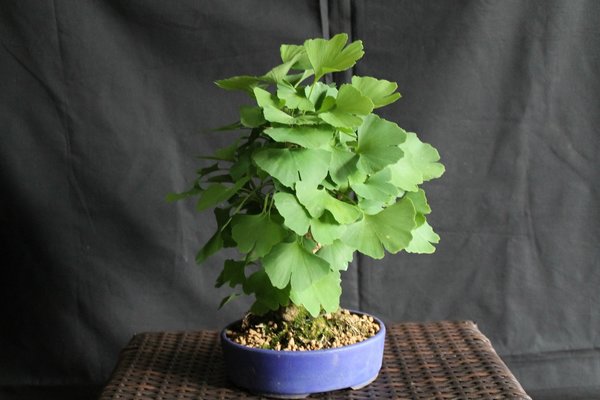 Ginkgo-ZwergeIMG_7526.jpg