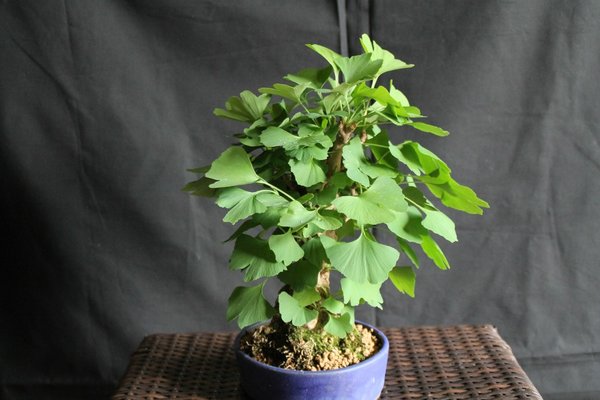 Ginkgo-ZwergeIMG_7525.jpg