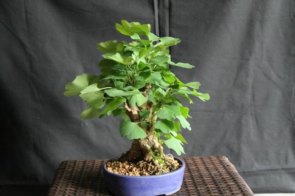Ginkgo-ZwergeIMG_7524.jpg