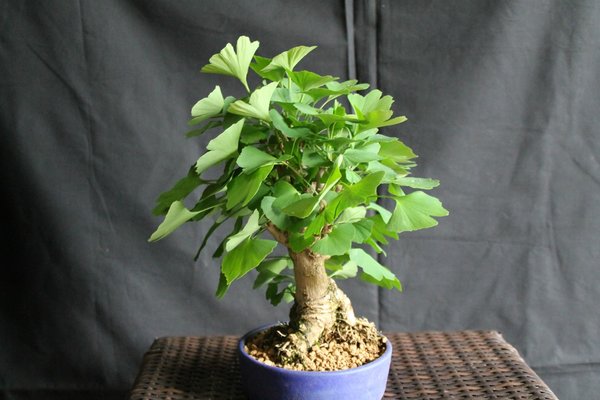 Ginkgo-ZwergeIMG_7523.jpg
