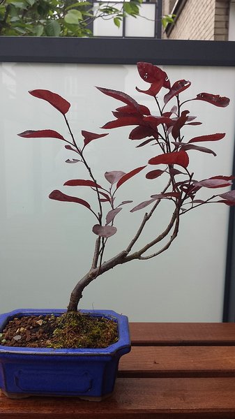 Prunus cistena1.jpg