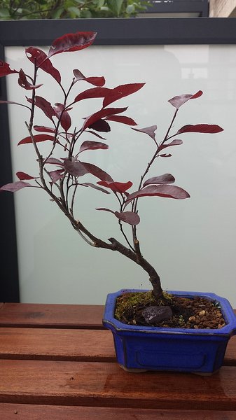 Prunus cistena2.jpg