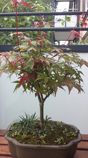 Acer1.jpg