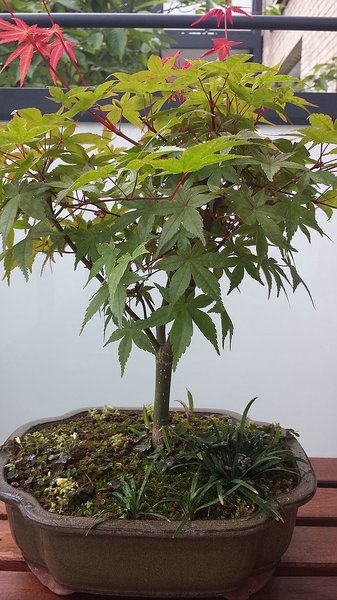 Acer2.jpg