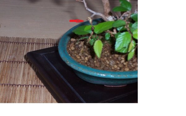 Blüten evtl..jpg
