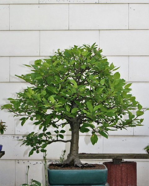 Malus sylvestris kompr1.JPG