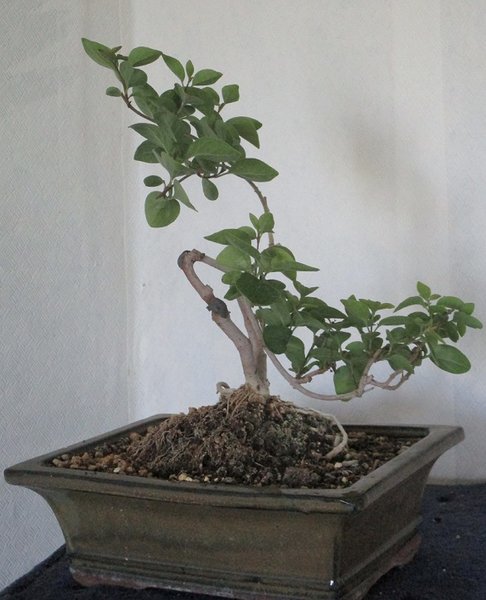bonsai 016a....jpg
