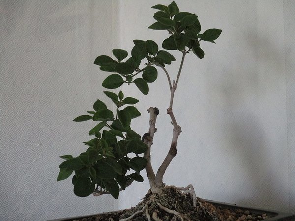 bonsai 015a.jpg